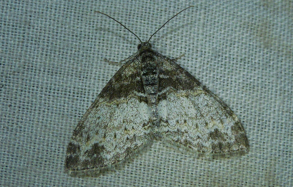 Lobophora halterata - szárnyfüggelékes araszoló