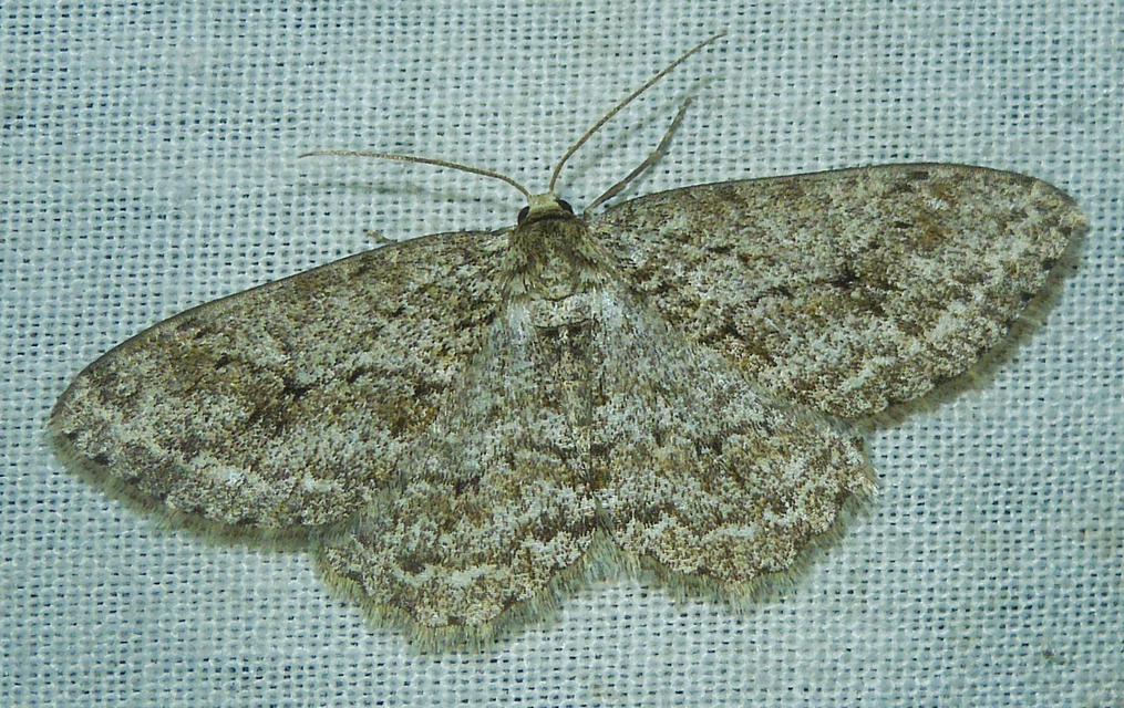 Ectropis crepuscularia - avararaszoló