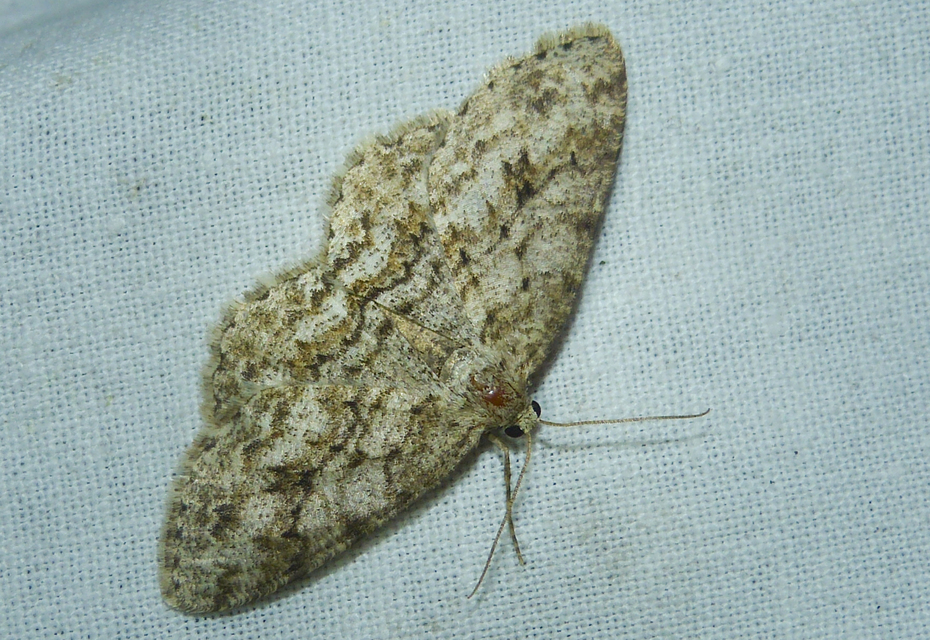 Ectropis crepuscularia - avararaszoló