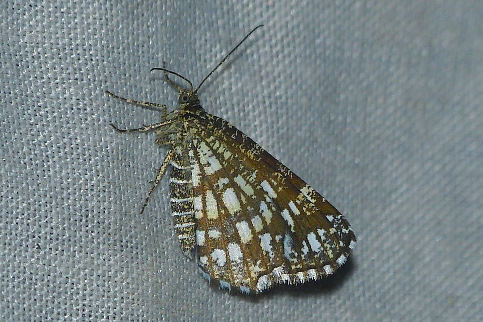 Chiasmia clathrata - rácsos rétiaraszoló