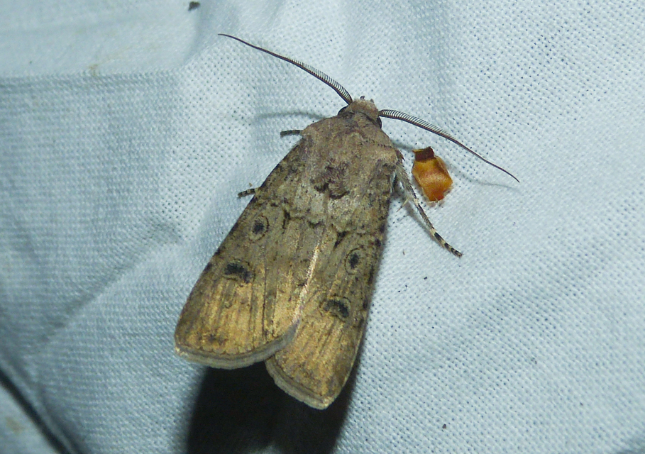 Agrotis segetum - vetési földibagoly
