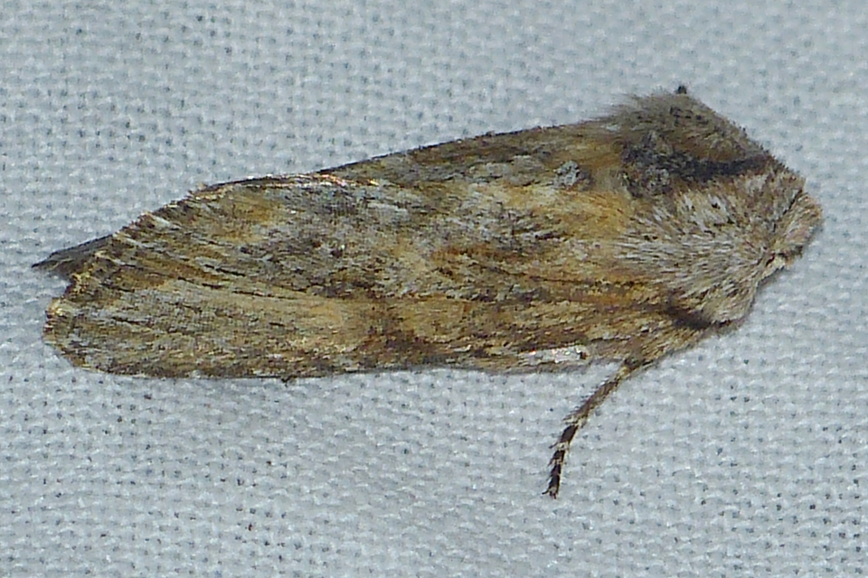 Egira conspicillaris - változékony szürkebagoly