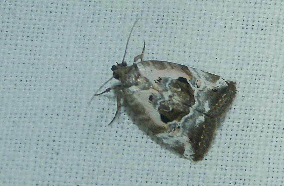 Hapalotis venustula - rózsaszínű mázasbagoly