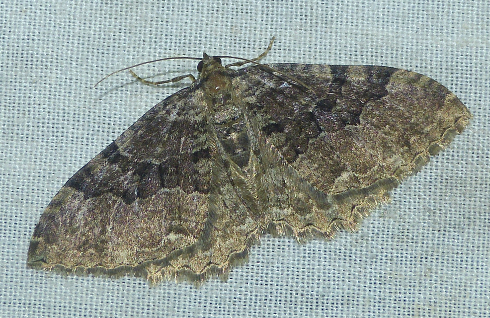 Hydria cervinalis - őzbarna araszoló