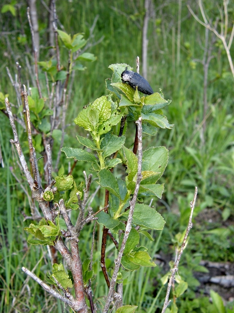 Capnodis tenebrionis - kökény-tükrösdíszbogár