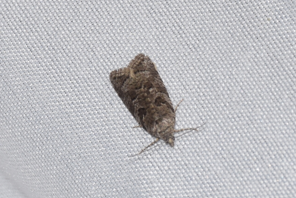 Cnephasia