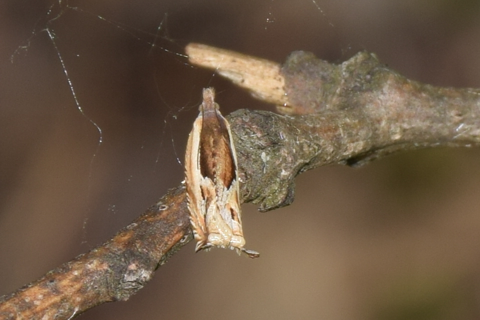 Ancylis apicella - bengesodró horgasmoly