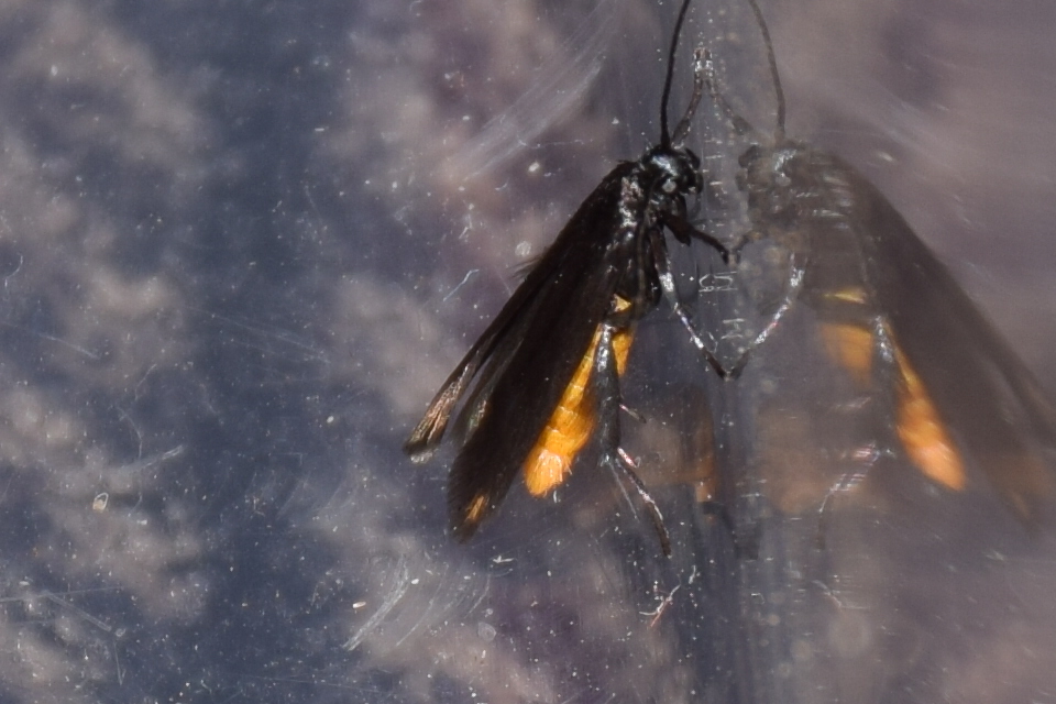 Scythris sinensis - aranyfarú zöldmoly