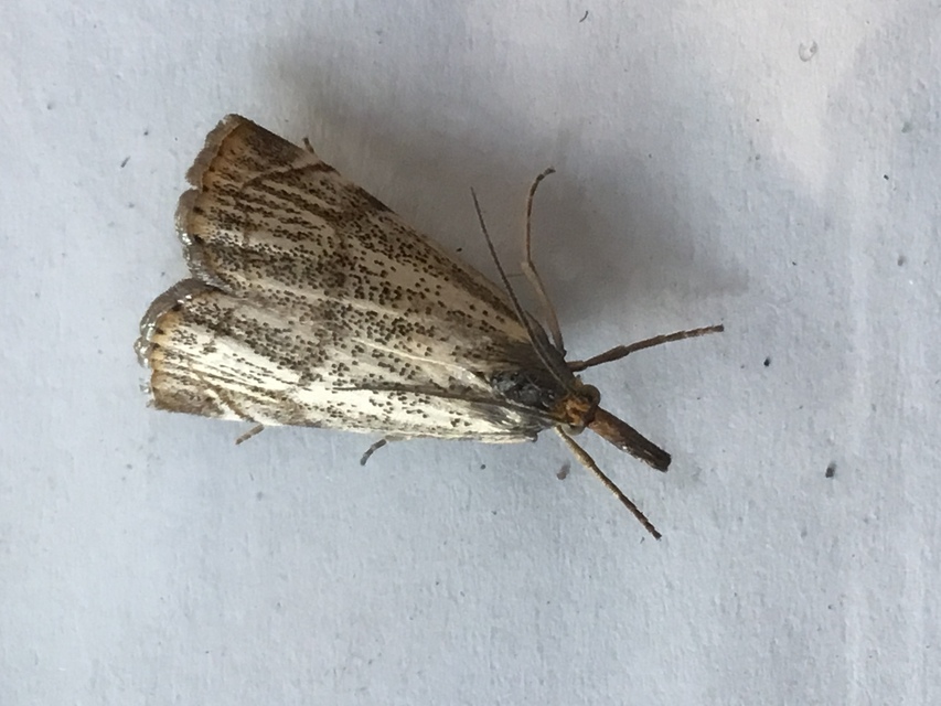 Thisanotia chrysonuchella - tavaszi fűgyökérmoly
