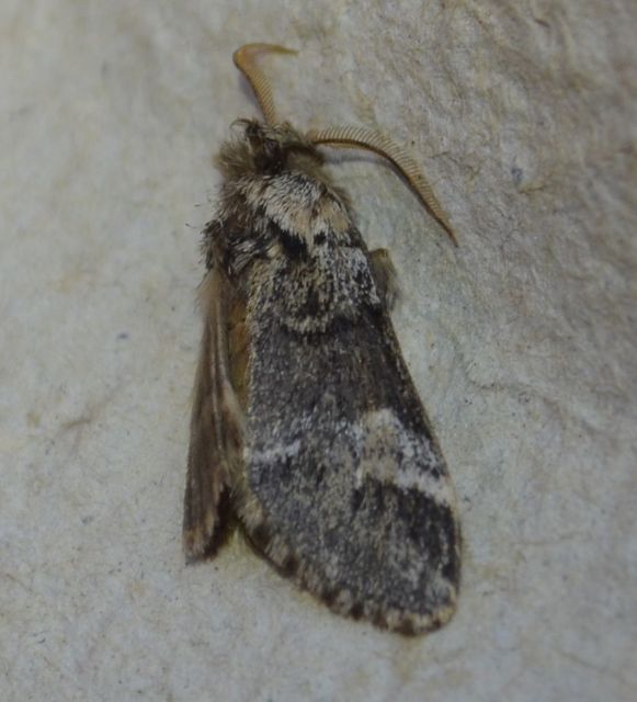 Drymonia dodonea - bélyeges púposszövő