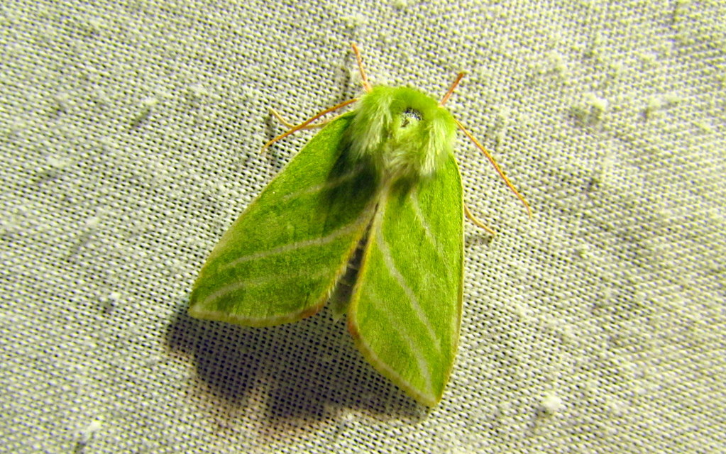 Pseudoips prasinana - bükkfa-zöldbagoly