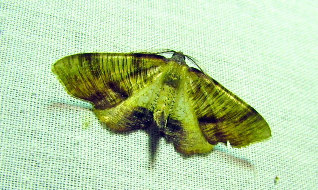 Plagodis dolabraria - baltaszárnyú araszoló