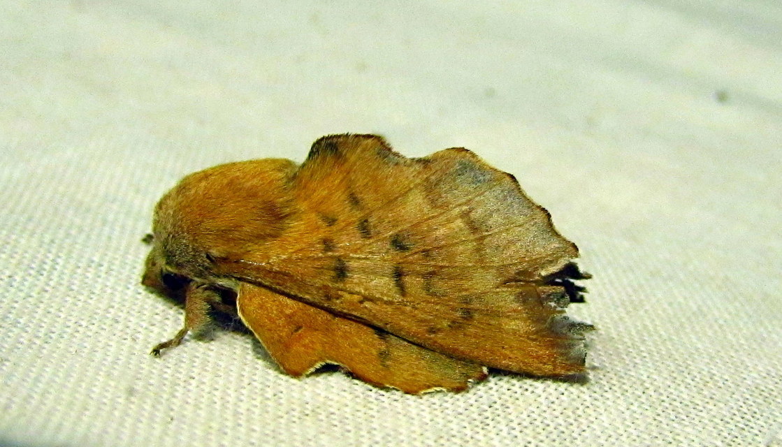 Phyllodesma tremulifolia - nyárlevélpohók