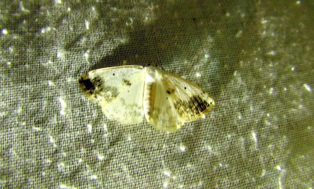 Lomographa temerata - foltos fehéraraszoló