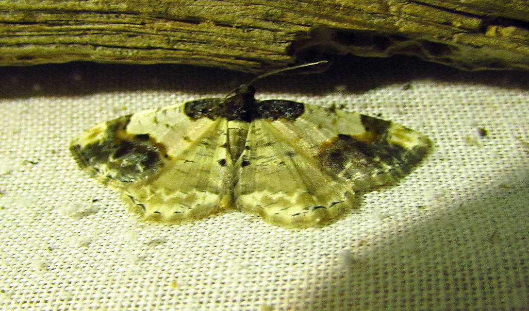Ligdia adustata - barna levélaraszoló