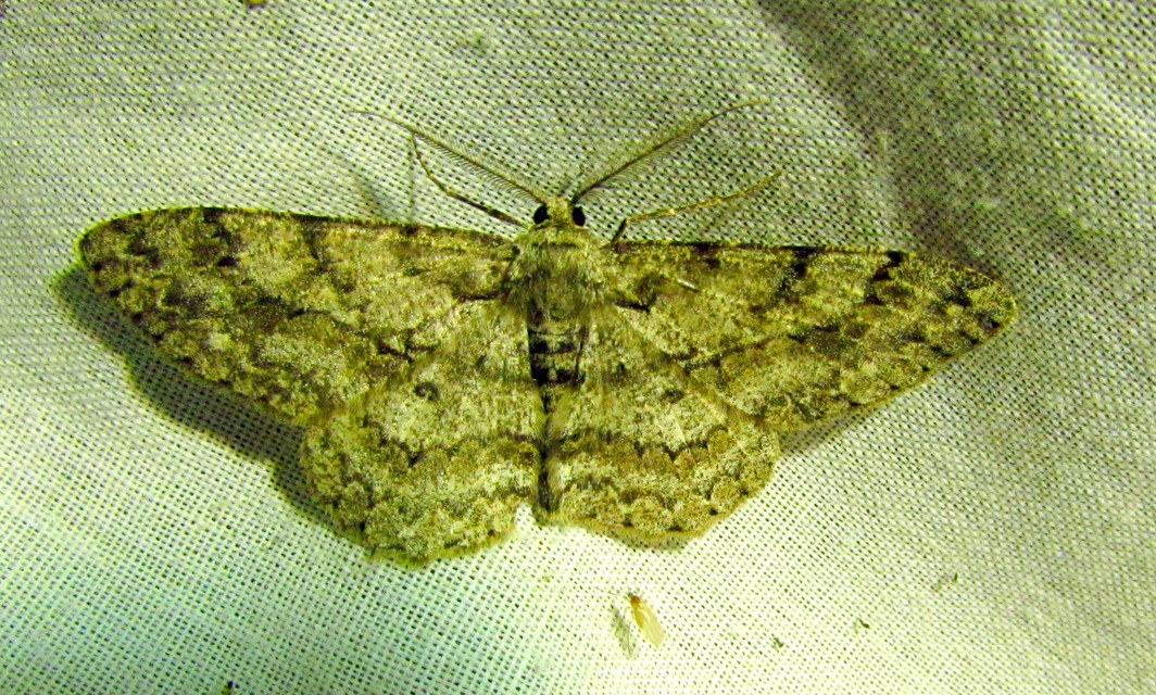 Hypomecis punctinalis - pettyes faaraszoló