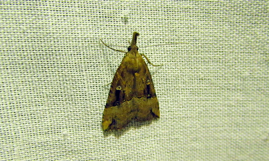 Hypena rostralis - közönséges karcsúbagoly