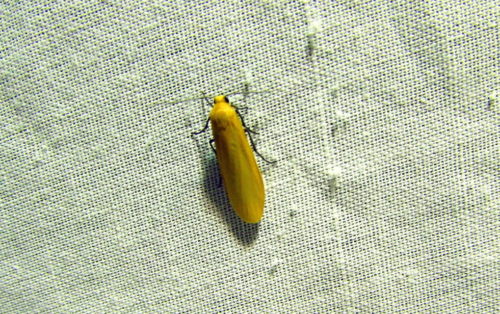 Eilema sororcula - sárga zuzmószövő