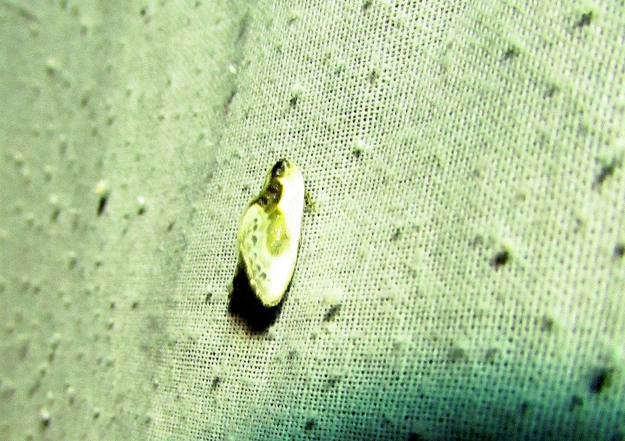 Cilix glaucata - törpe sarlósszövő