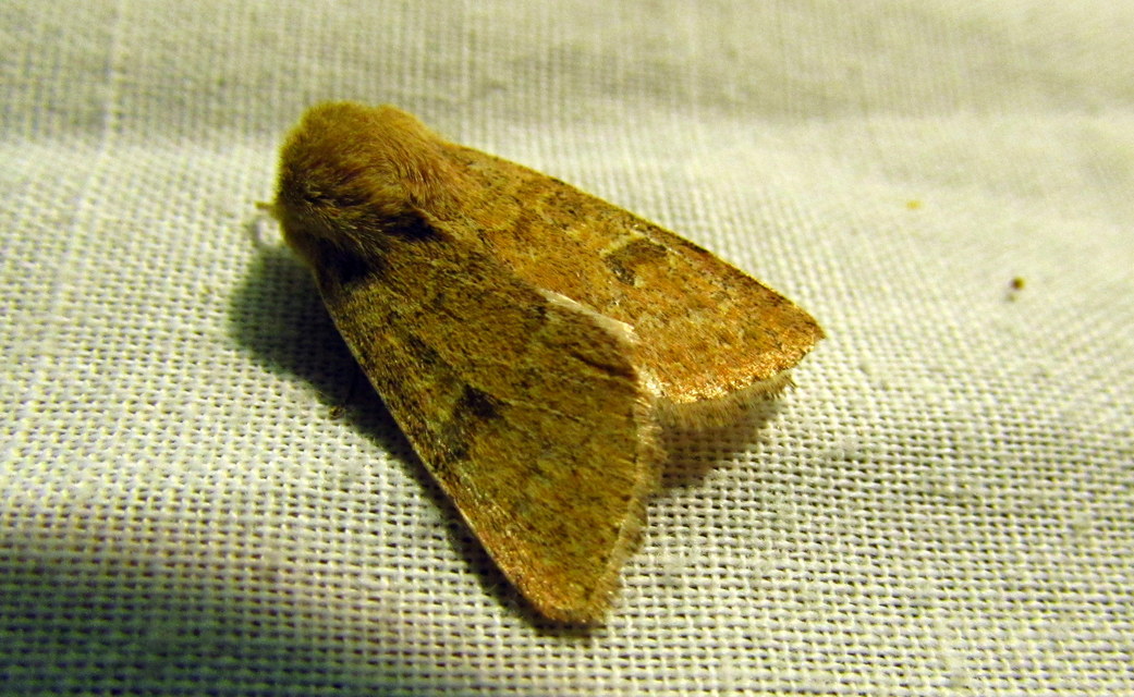 Orthosia miniosa - sárgás barkabagoly