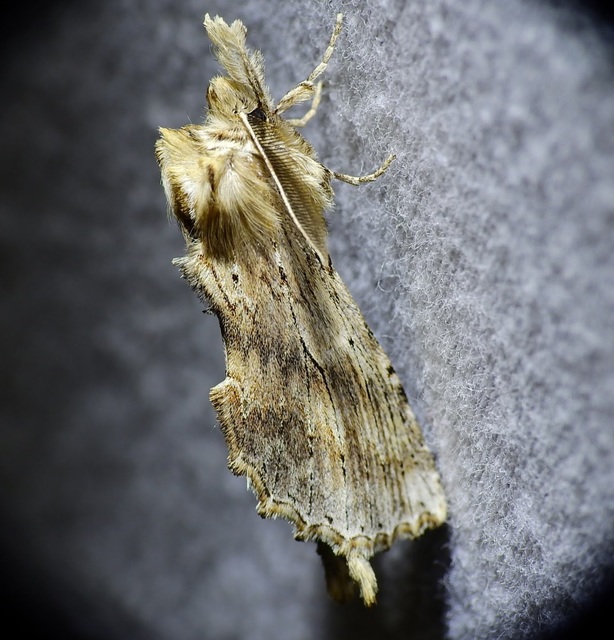 Pterostoma palpina - csőrös púposszövő