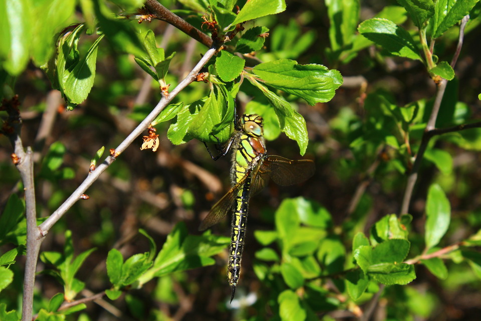 Brachytron pratense - szőrös karcsúacsa