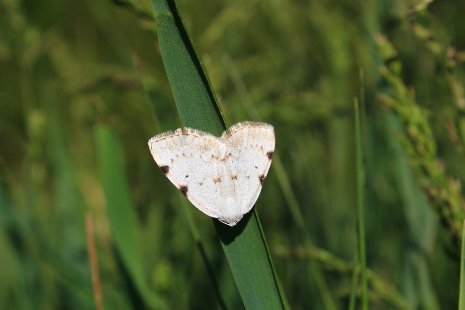Lomographa bimaculata - kétpontos fehéraraszoló