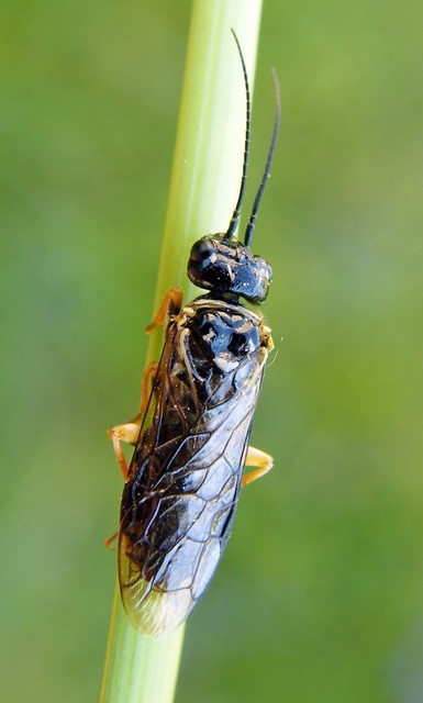 Pamphiliidae - szövődarazsak