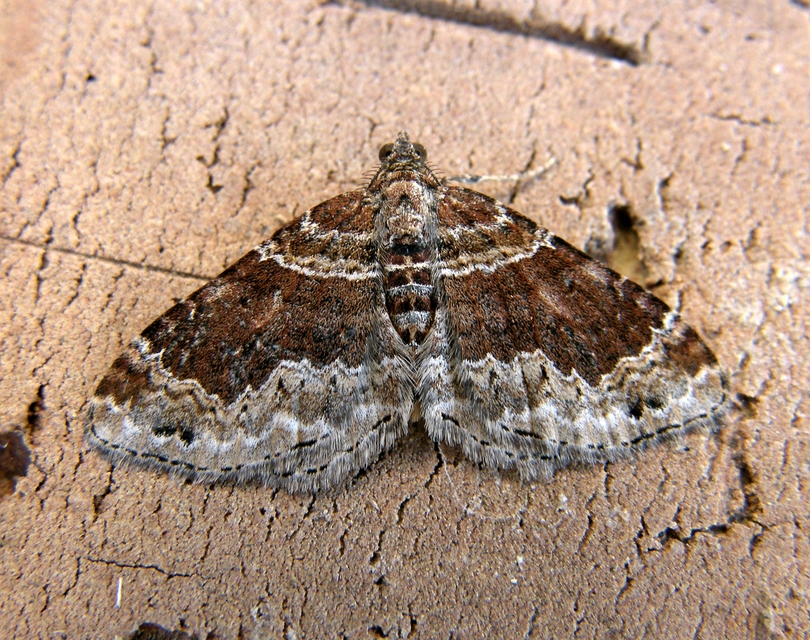 Xanthorhoe