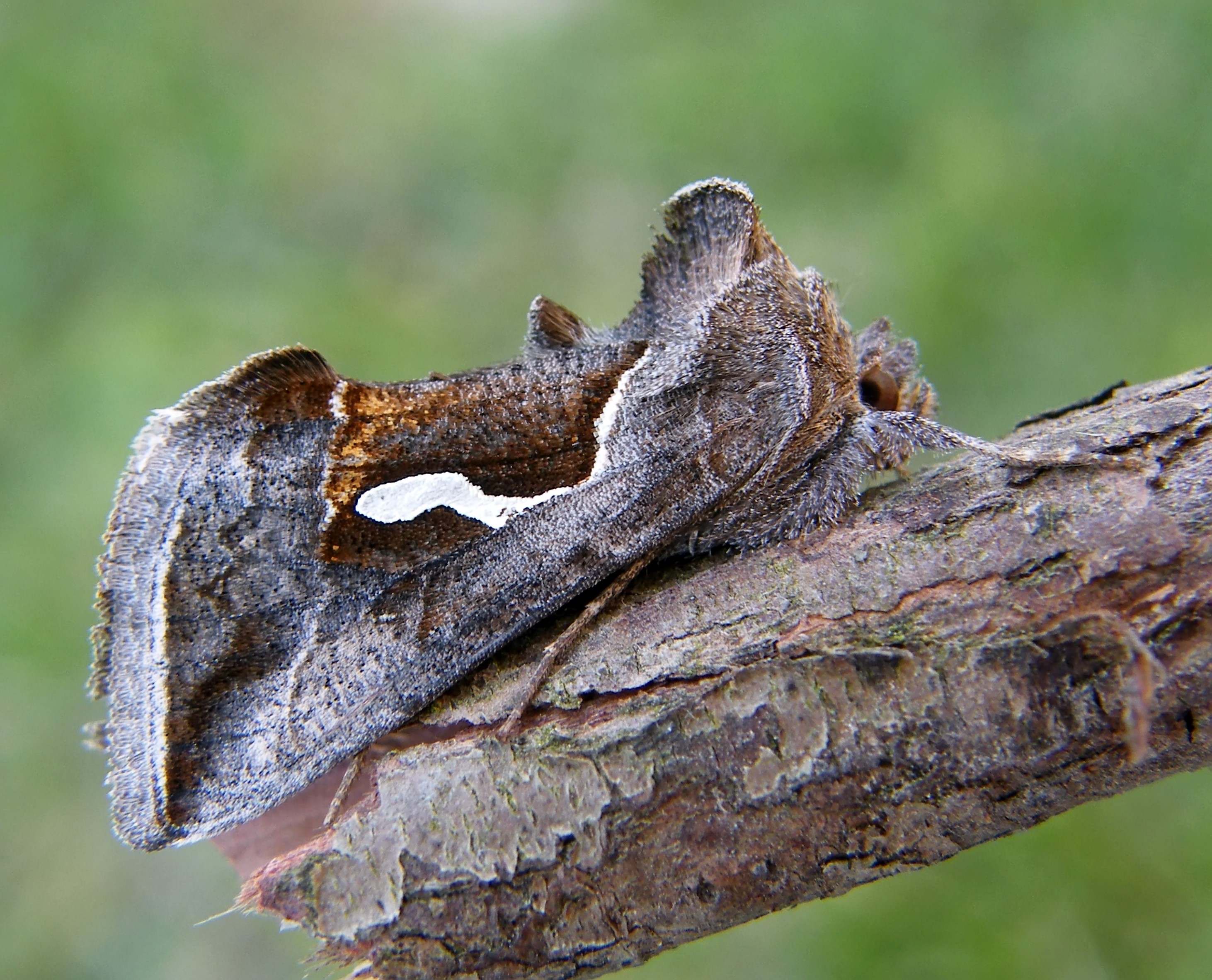 Macdunnoughia confusa - cseppfoltos ezüstbagoly