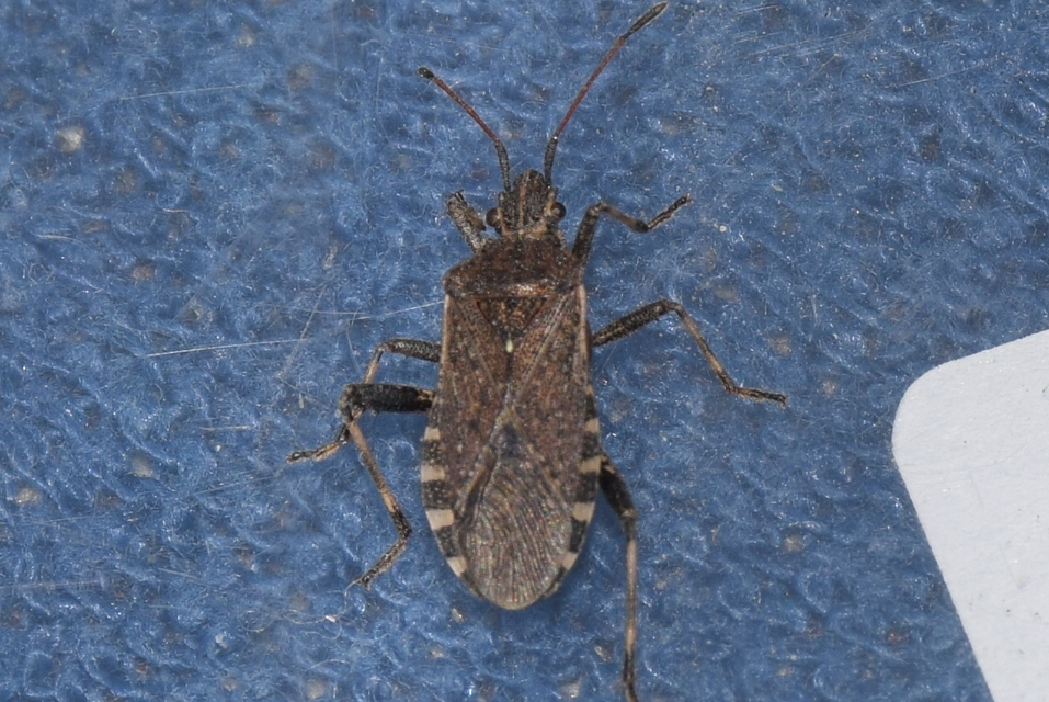 Ceraleptus gracilicornis - tüskéslábú karimáspoloska