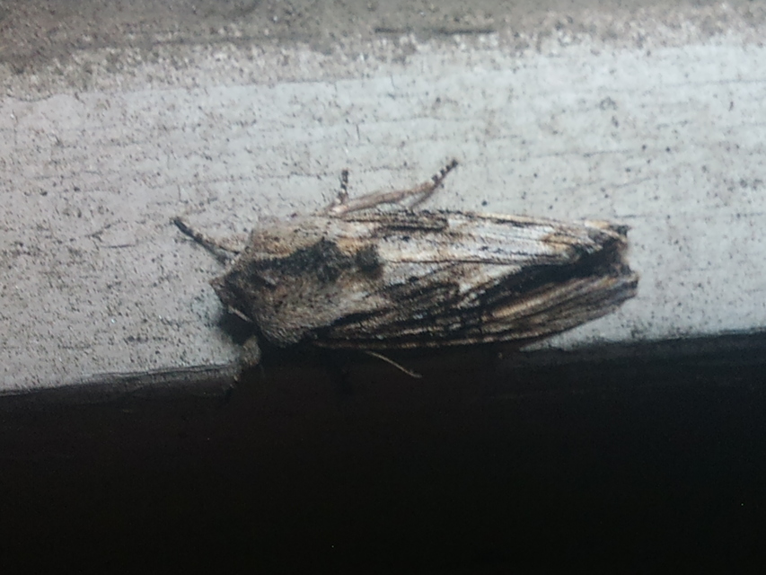 Egira conspicillaris - változékony szürkebagoly