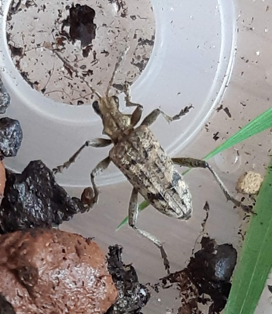 Rhagium inquisitor - fenyves-tövisescincér
