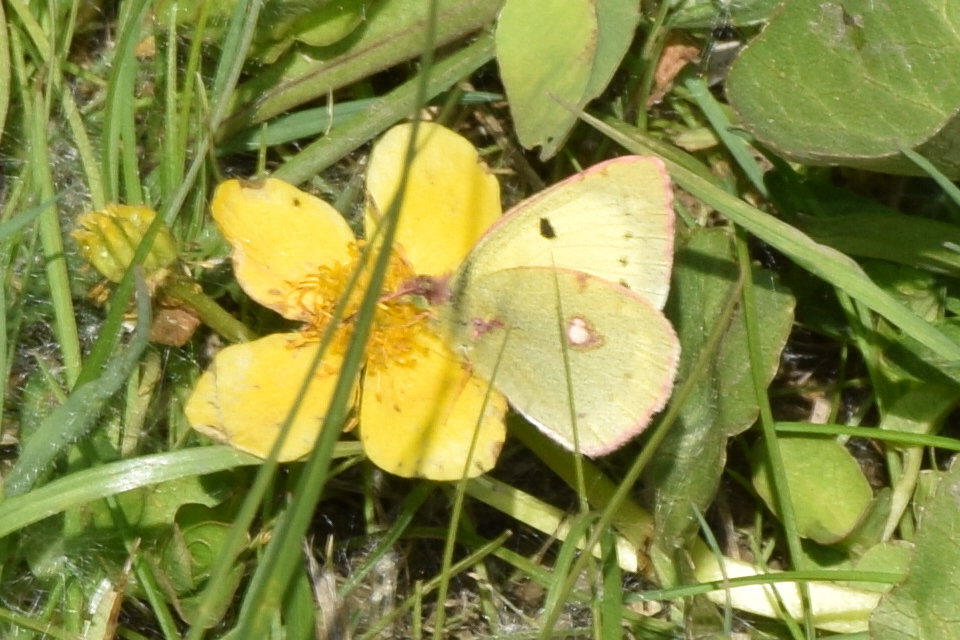 Colias erate - csángó-kéneslepke