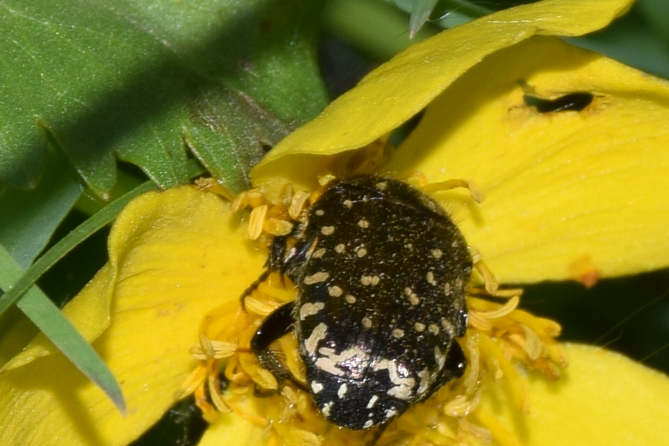 Oxythyrea funesta - sokpettyes virágbogár