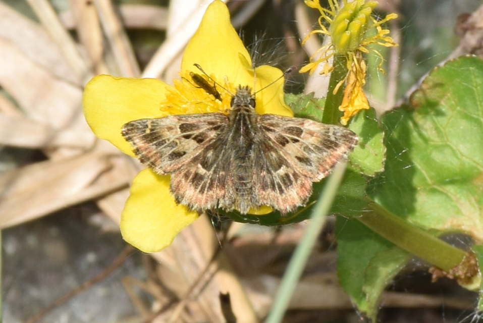 Carcharodus alceae - mályva-busalepke