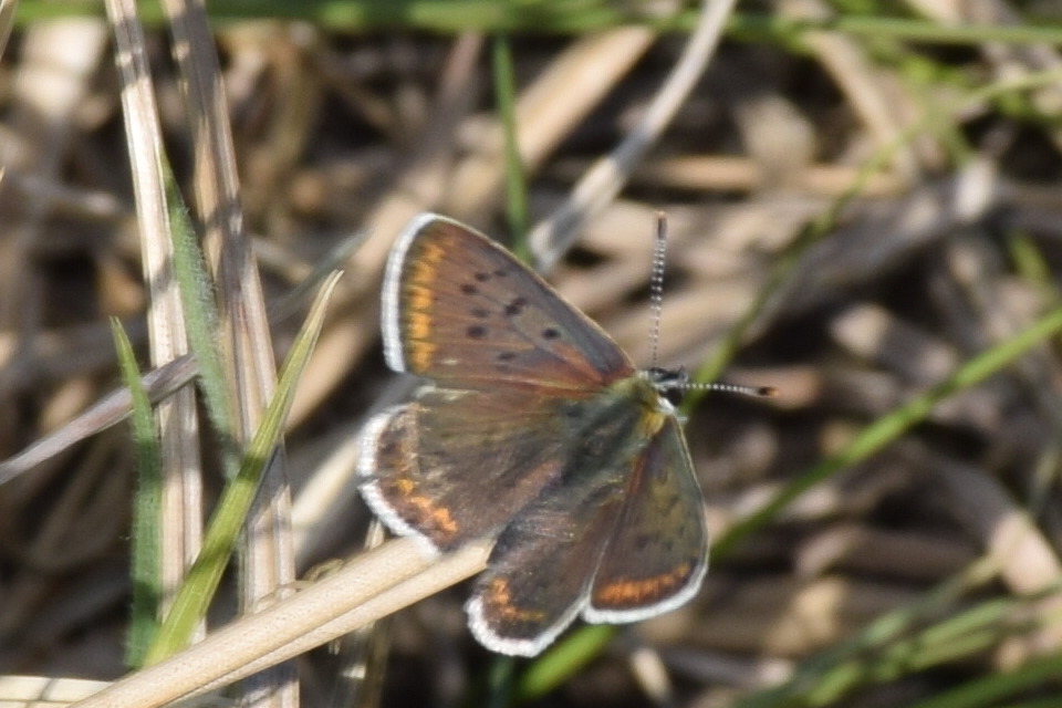 Lycaena tityrus - barna tűzlepke
