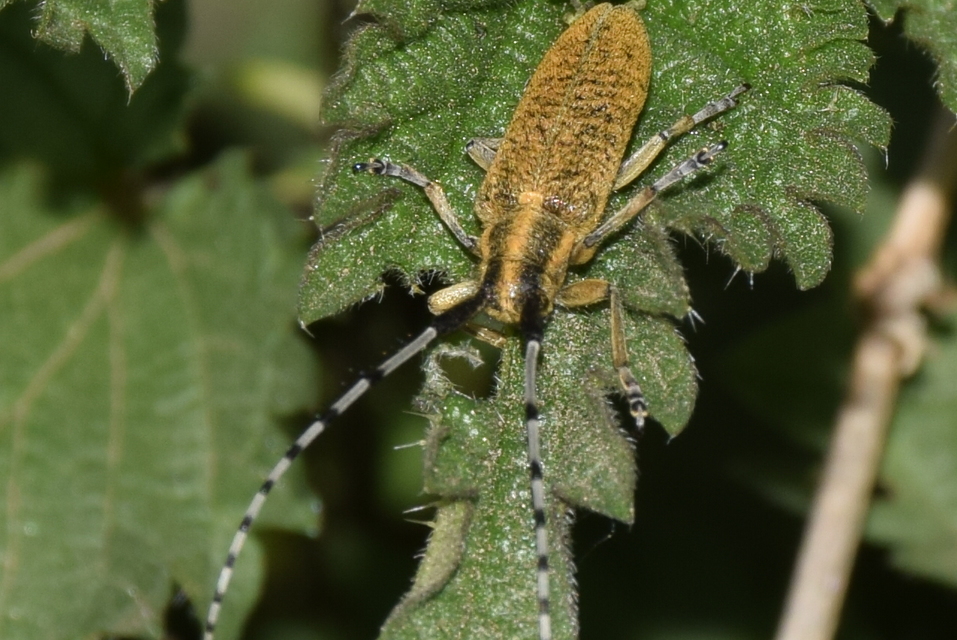 Agapanthia villosoviridescens - fehérgyűrűs bogáncscincér