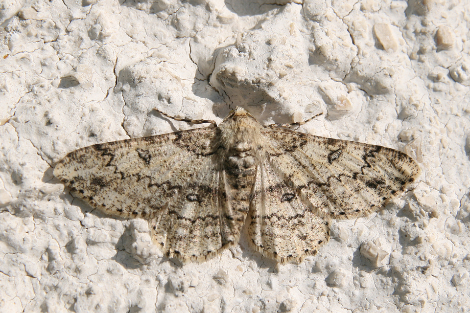 Ascotis selenaria - holdas faaraszoló