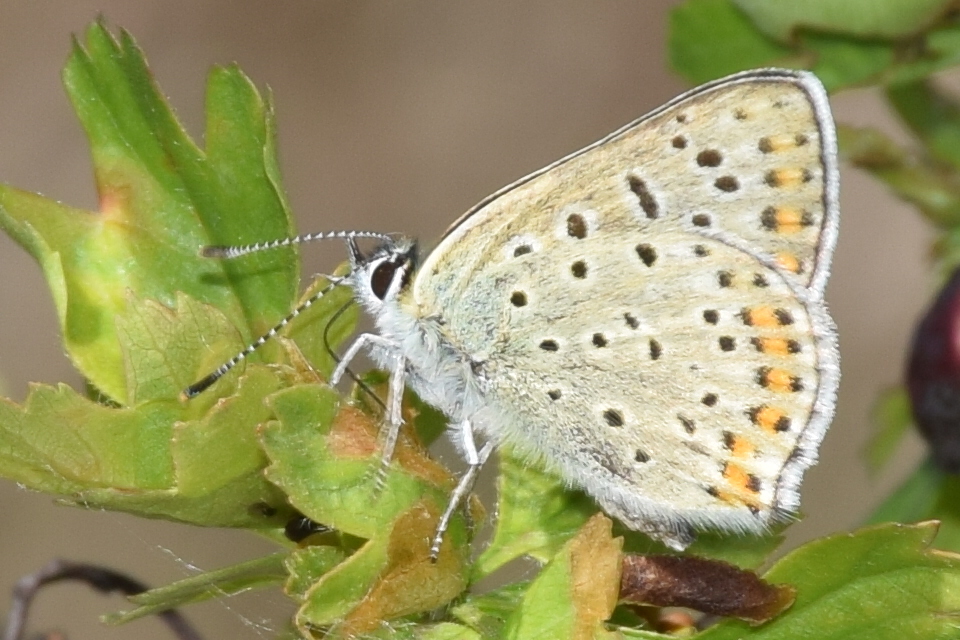 Lycaena tityrus - barna tűzlepke