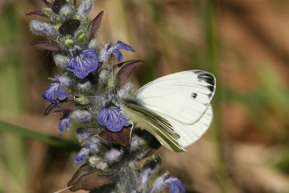 Pieris napi - repcelepke