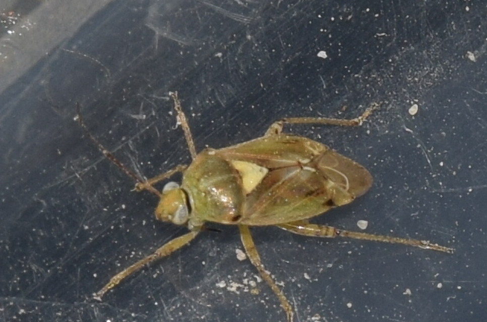 Lygus gemellatus - világoszöld mezeipoloska