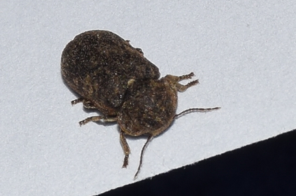 Xestobium rufovillosum - nagy álszú