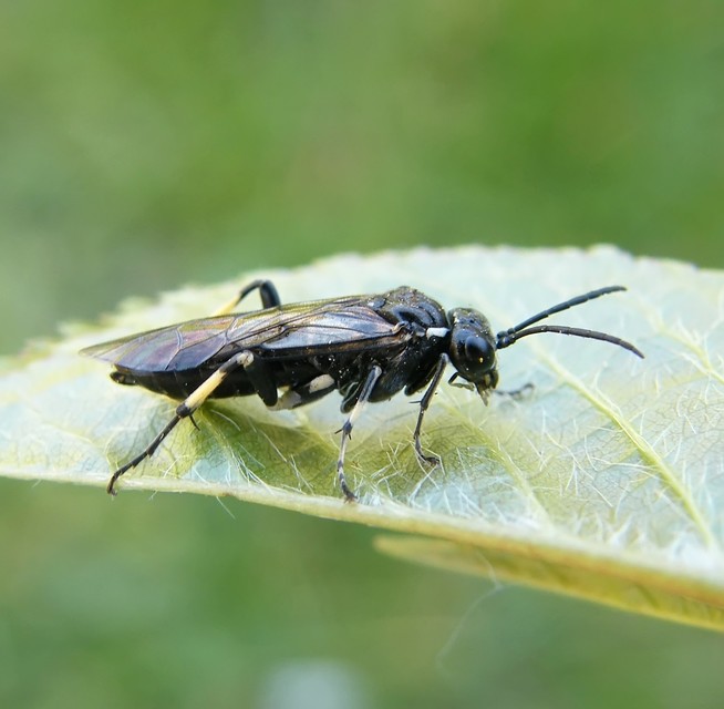 Tenthredinidae - valódi levéldarazsak