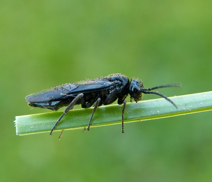 Tenthredinidae - valódi levéldarazsak