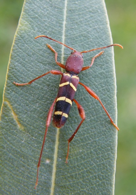Neoclytus acuminatus - amerikai darázscincér