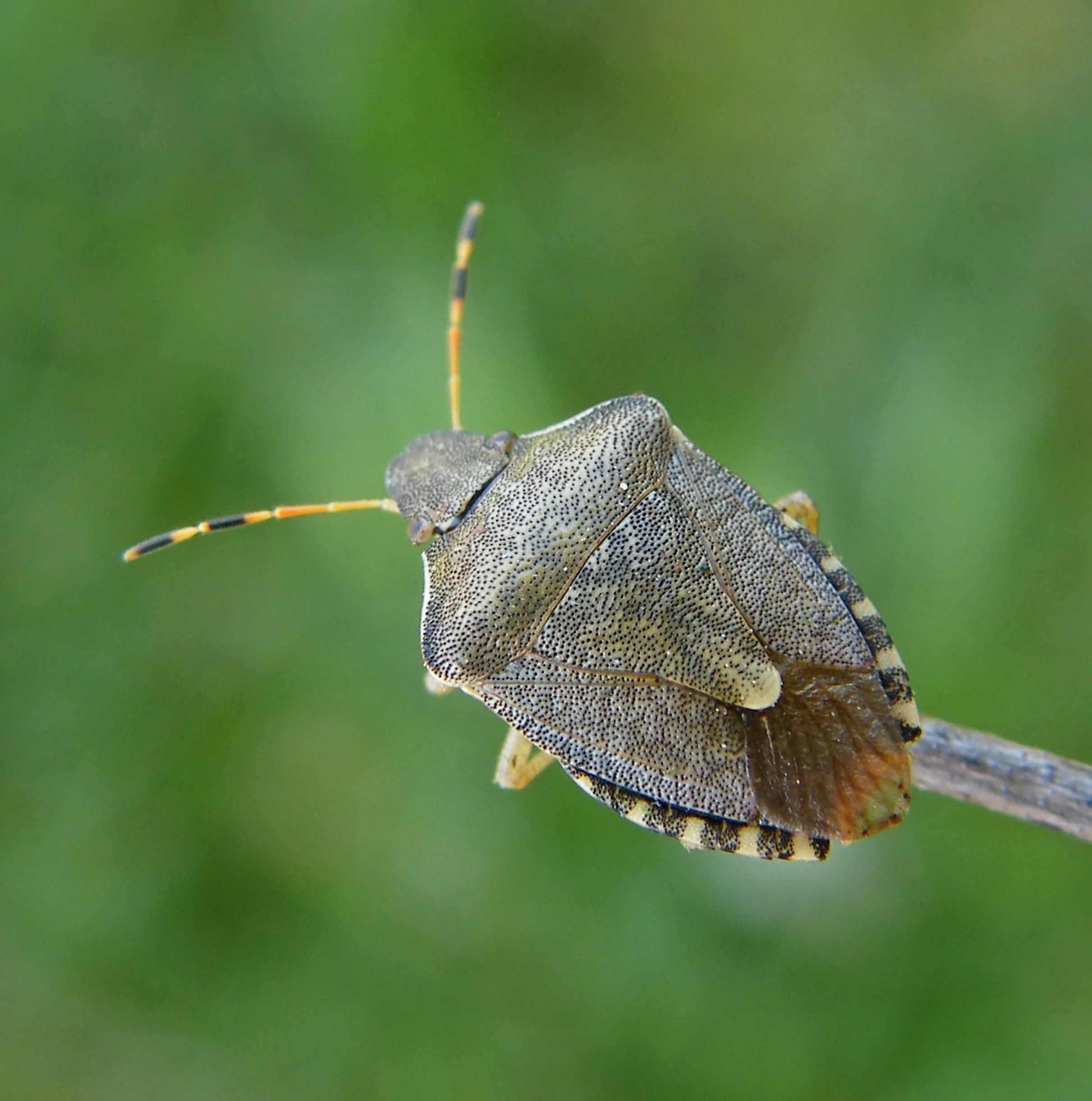 Peribalus strictus - tavaszi címerespoloska