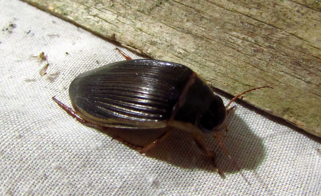 Dytiscus marginalis - szegélyes csíkbogár