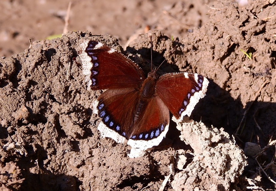 Nymphalis antiopa - gyászlepke