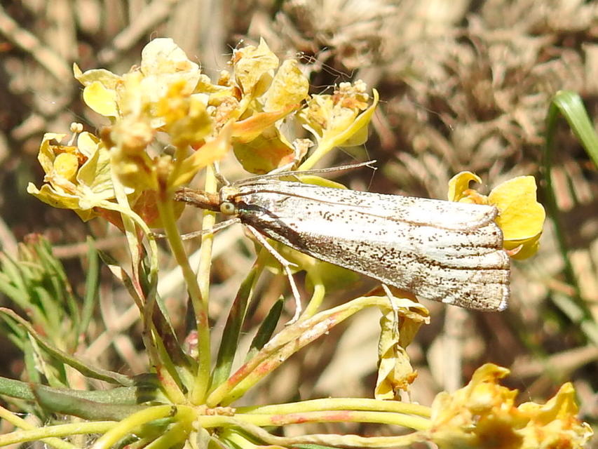 Thisanotia chrysonuchella - tavaszi fűgyökérmoly